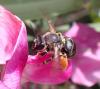 Eucera sp.